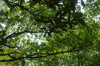 Arka planda gökyüzü olan parktaki ağacın görüntüsü