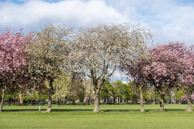 Baharda Meadows Parkı 'nda. Güzel pembe Kiraz Çiçeği veya Sakura. Edinburgh, İskoçya 'da