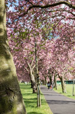 Baharda Meadows Parkı 'nda. Güzel pembe Kiraz Çiçeği veya Sakura. Edinburgh, İskoçya 'da