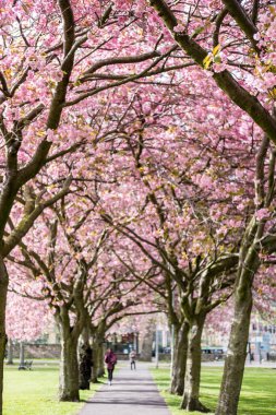 Baharda Meadows Parkı 'nda. Güzel pembe Kiraz Çiçeği veya Sakura. Edinburgh, İskoçya 'da