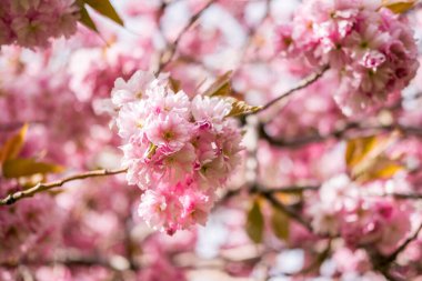 Güzel pembe Cherry Blossom veya Sakura bahar zamanında
