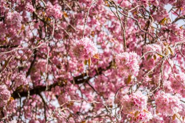 Güzel pembe Cherry Blossom veya Sakura bahar zamanında
