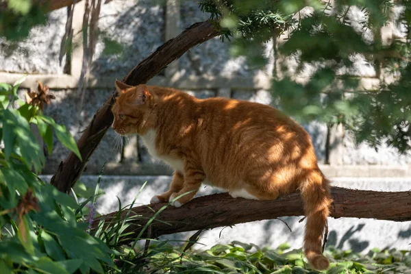 Ginger cat hiding on the tree