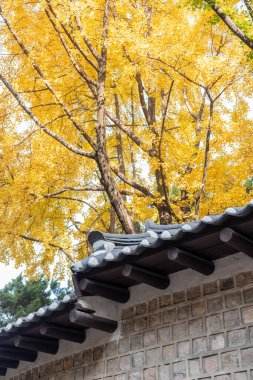 Deoksugung Stonewall Yolu 'nun güzel sonbahar yeşillikleriyle yakın çekimi. Güney Kore, Seul 'deki Deoksugung Sarayı' nın yanındaki yaya yolu.