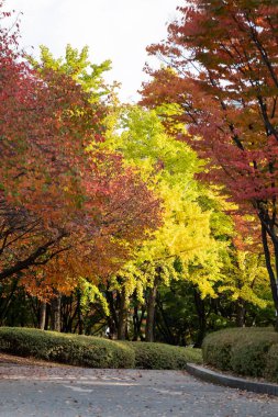 Yeouido Park manzarası, renkli yapraklı yürüyüş yolu, sonbahar yaprakları. Yeongdeungpo Bölgesi, Seul, Güney Kore 'de bir park..