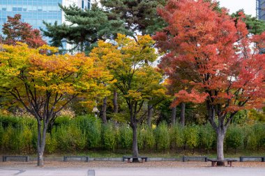 Yeouido Park manzarası, renkli yapraklı yürüyüş yolu, sonbahar yaprakları. Yeongdeungpo Bölgesi, Seul, Güney Kore 'de bir park..