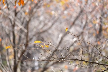 Sonbaharda renkli yaprakları olan ağaç dalları.