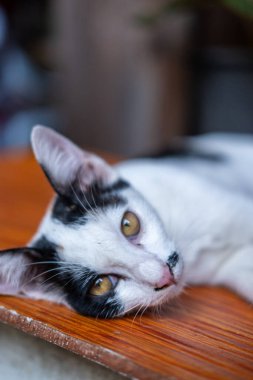 Tahta masada uzanmış kameraya bakan Taylandlı bir kedi.
