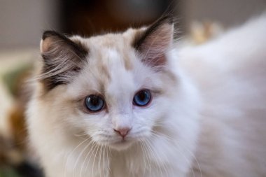 Sevimli, küçük Ragdoll kedisi. 3 aylık.