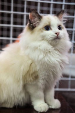 Sevimli, küçük Ragdoll kedisi. Üç aydır ayaktayım. kafes arkaplanı