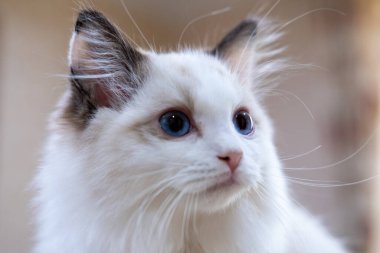Sevimli, küçük Ragdoll kedisi. 3 aylık.