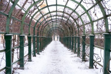 Satır ağaçların Peterhof Palace St. Petersburg, Rusya. Kışın.