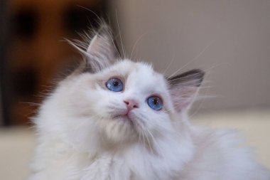Sevimli, küçük Ragdoll kedisi. 3 aylık.