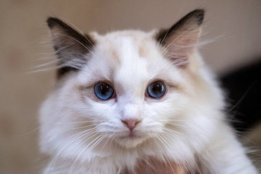 Sevimli, küçük Ragdoll kedi kameraya bakıyor. 3 aylık.