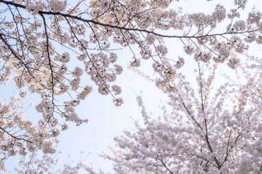 Kiraz çiçekleri baharda mavi gökyüzüne karşı. Yumuşak odaklı, Kore 'de.