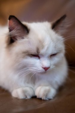 Şirin, uykucu küçük Ragdoll kedisi. 4 aylık.