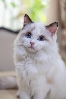 Sevimli, küçük Ragdoll kedisi. 4 aylık.