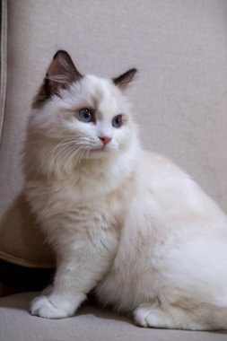 Sevimli, küçük Ragdoll kedisi. 4 aylık.