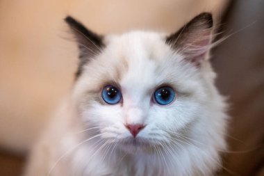 Sevimli, küçük Ragdoll kedisi. 4 aylık.