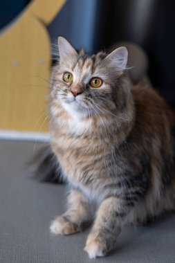 Şirin, tüylü kahverengi kediye yaklaş. Maine Rakunu ve İskoç Katlaması arasında melez bir kedi..