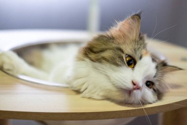 Şirin, uykulu, beyaz kediyi kedi ağacının üzerinde, temiz bir kasede kapat. Maine Rakunu ve İskoç Katlaması arasında melez bir kedi..