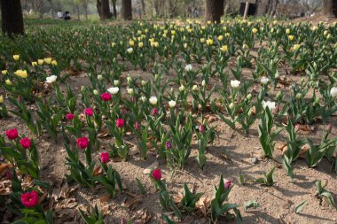 Seul Ormanı 'nda renkli laleler. Güney Kore, Seul 'deki en büyük üçüncü park.