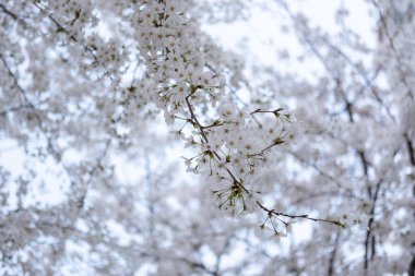 Baharda Ot Kot ya da Kiraz Çiçeği 'nin kapağını Seul, Güney Kore' de yumuşak bir odak ile kapatın.
