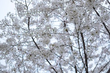 Baharda Kore 'de kiraz çiçekleri, ya da Beot-kkot..