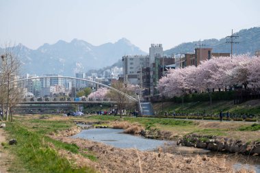 Seul, Güney Kore - 3 Nisan 2023: İnsanlar Bulgwangcheon 'da Kiraz Çiçeği Festivali' nde dolaşıyorlar. Geleneksel kiraz çiçeği festivallerinden biri..