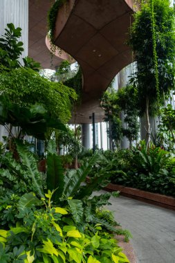 Singapur - 8 Mart 2024: Yeşil Oasis manzarası, CapitaSpring binasının ortasındaki bir açık hava bahçesi şehrin ortasında doğayla yeniden bağlantı kurmayı sunuyor