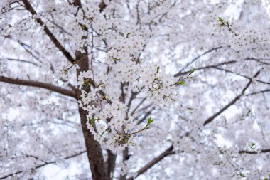 İlkbaharda Kiraz Çiçekleri 'nin kapanışı. Kore' de yumuşak bir odak ile.