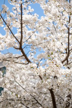 İlkbaharda Kiraz Çiçekleri 'nin kapanışı. Kore' de yumuşak bir odak ile.