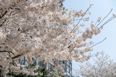 İlkbaharda Kiraz Çiçekleri 'nin kapanışı. Kore' de yumuşak bir odak ile.