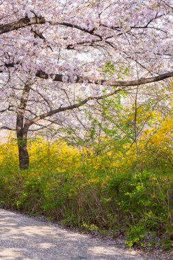 Yeongdeungpo Yeouido Bahar Çiçeği Festivali, Güney Kore 'nin Seul kentindeki yıllık kiraz çiçeği festivallerinden biri.