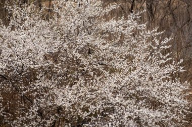 Çiçek açan, yapraksız arka planda kış ağacı dalları