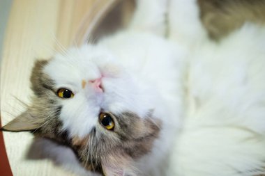 Şirin, uykulu, beyaz kediyi kedi ağacının üzerinde, temiz bir kasede kapat. Maine Rakunu ve İskoç Katlaması arasında melez bir kedi..