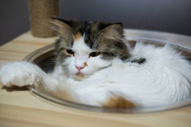 Şirin, uykulu, beyaz kediyi kedi ağacının üzerinde, temiz bir kasede kapat. Maine Rakunu ve İskoç Katlaması arasında melez bir kedi..