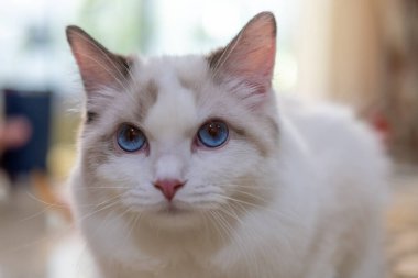 Masada oturan sevimli, Ragdoll kedisi. 7 aylık.