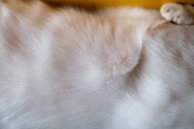 Kedi beyaz kürkü dokusu, yakın plan.