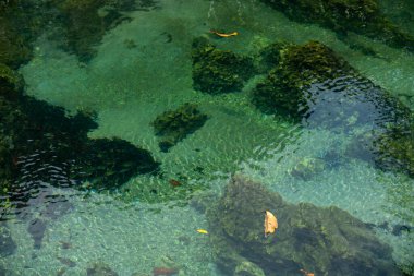 Şeffaf yeşil ve mavi dereler ağaç kökleri ve kayalar suyun altında. Thapom Klong Song Nam, Krabi, Tayland