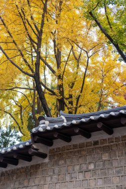 Deoksugung Stonewall Yürüyüşü güzel sonbahar yapraklarıyla. Güney Kore, Seul 'deki Deoksugung Sarayı' nın yanındaki yaya yolu.
