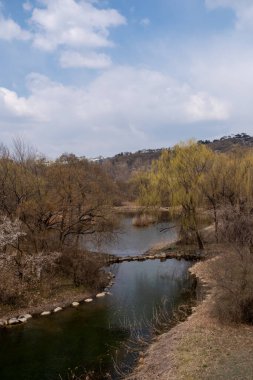 Güney Kore 'deki Seul Ormanı' nda baharın başında göl kenarındaki ağaçların manzarası.