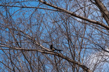 Güney Kore, Seul Ormanı 'nda kışın mavi gökyüzüne karşı ağaç dalı.