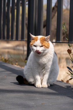 Güney Kore 'de Seul Ormanı' nda yerde oturan tombul kedi.