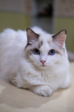 Sevimli Ragdoll kedi, kameraya bakarak yaklaş. 7 aylık.