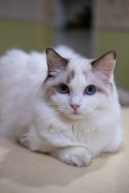 Close-up of Cute, Ragdoll cat, looking at the camera. 7 months old clipart