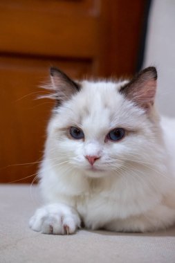 Sevimli, küçük Ragdoll kedisi. 4 aylık.