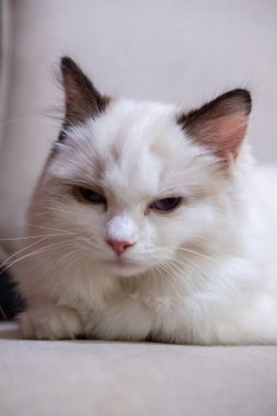 Sevimli, küçük Ragdoll kedisi. 4 aylık.