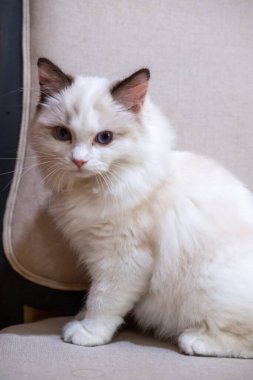 Sevimli, küçük Ragdoll kedisi. 4 aylık.