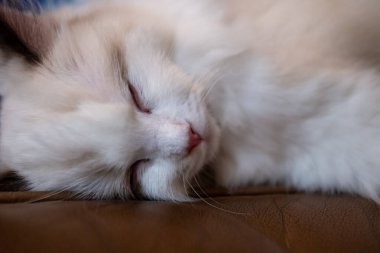 Sevimli, küçük Ragdoll kedisi kanepede uyuyor. 4 aylık.